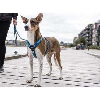 Dog Copenhagen Harnais confort Walk Air  