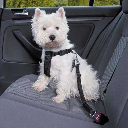 Car safety harness