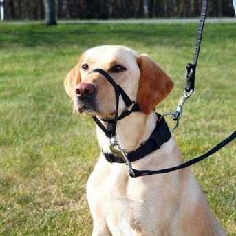 Top Trainer Dog Training Harness