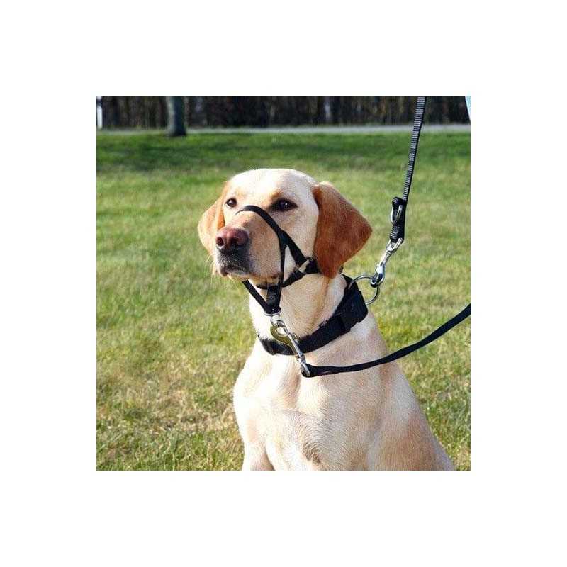 Harnais de dressage Top Trainer pour chien 