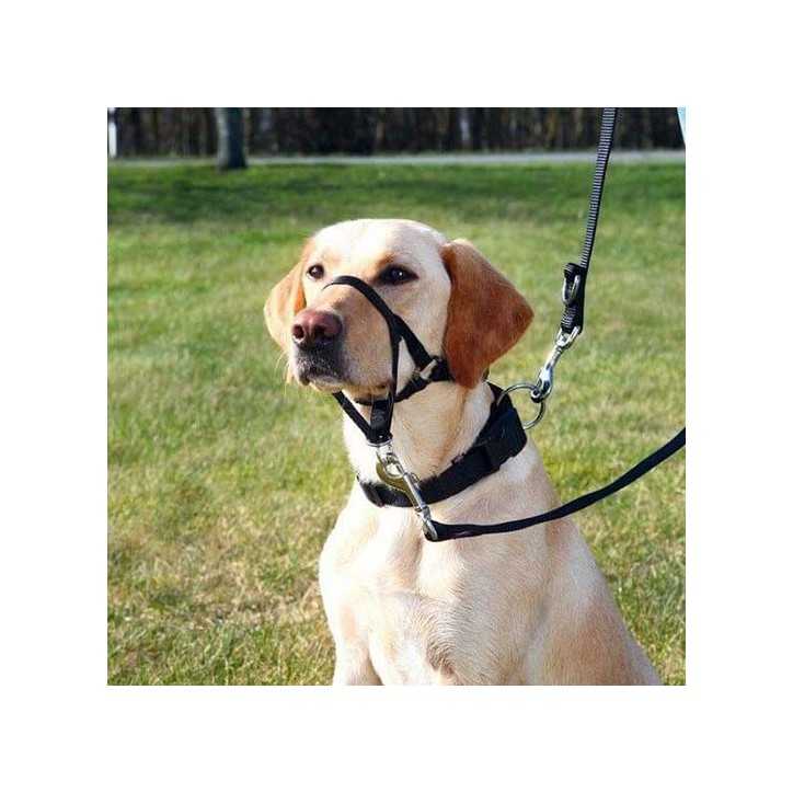 Harnais de dressage Top Trainer pour chien