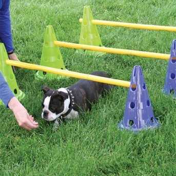 FitPaws mini haie Canine Gym Dog Agility 100% rembourse