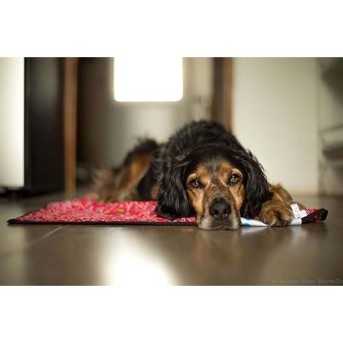 Aqua Coolkeeper Tapis rafraichissant pour chien