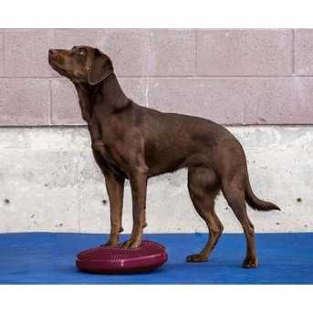 FitPaws Balance disc