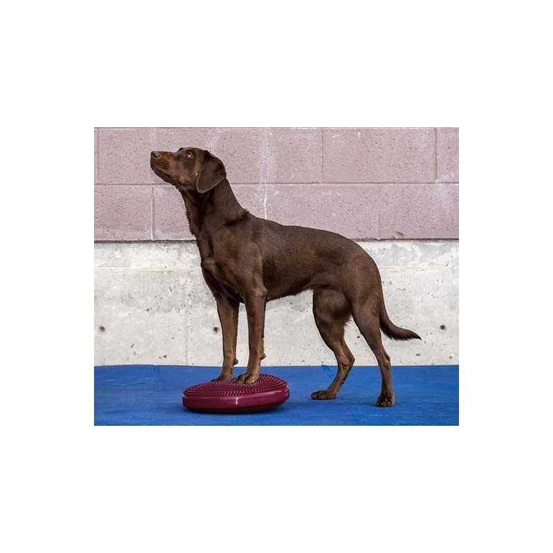 FitPaws Balance disc  