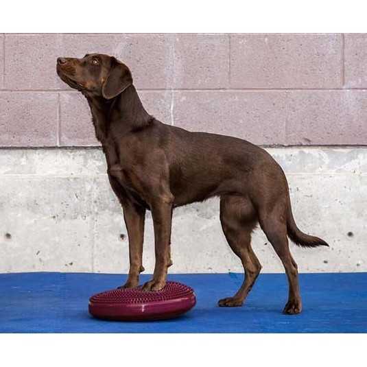 FitPaws Balance disc 