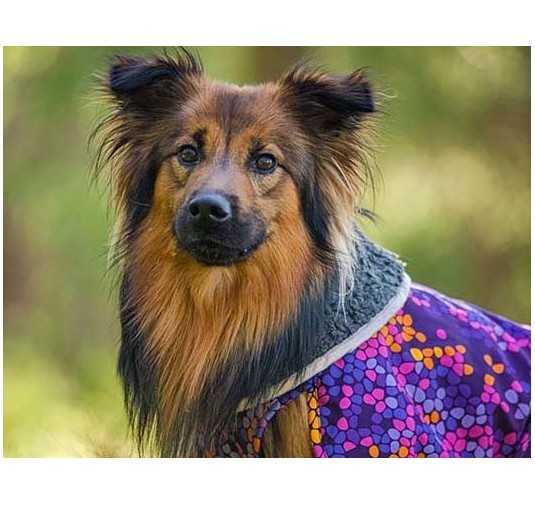 Pomppa Toppa manteau impermeable doublé pour chien