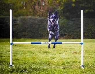 Agility Run Haie d'Entraînement en PVC - Légère et Ajustable