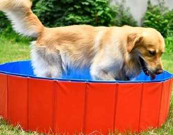 Piscine en PVC pour chien