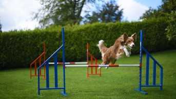 Elite Haie Aluminium à Pieds Réglables - Entraînement Agility