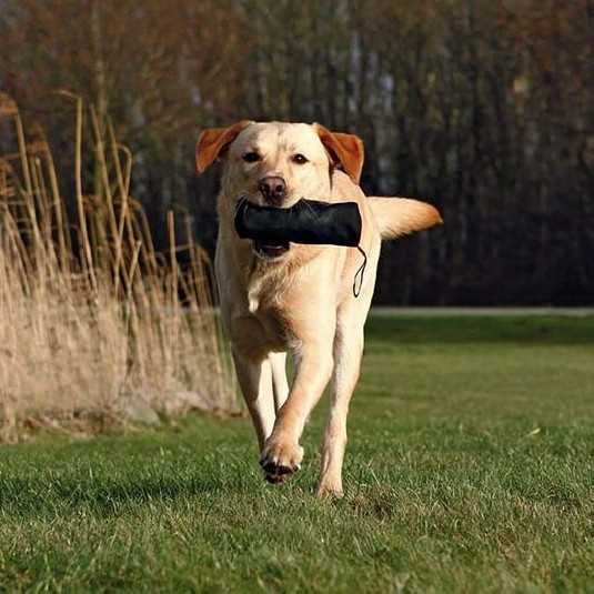 Dummy de dressage