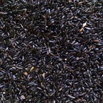 VERSELE LAGA Graines Niger sac de 1kg