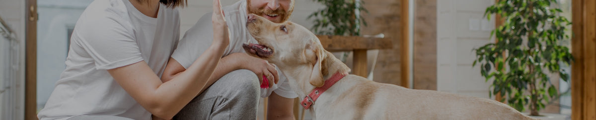 Accessoires divers pour chien