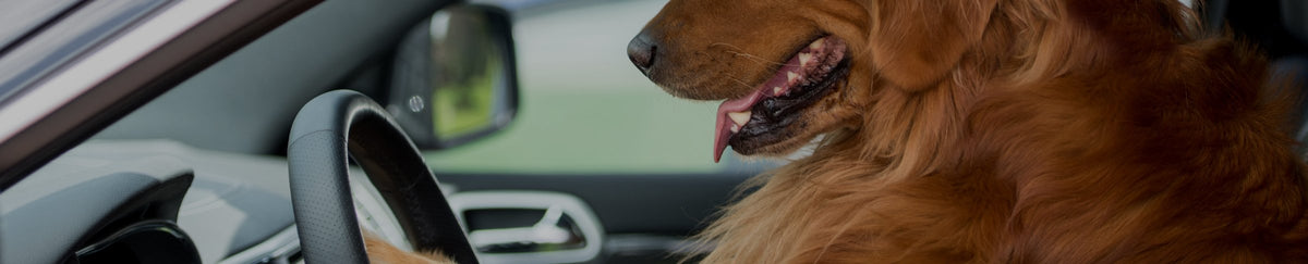 Accessoires de voyage pour chien