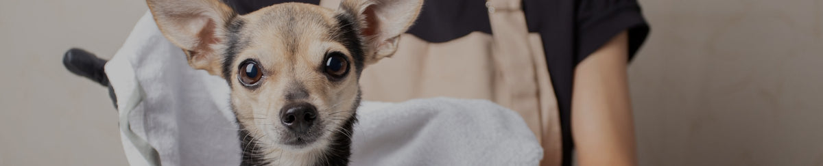 Soins spécifiques pour chien
