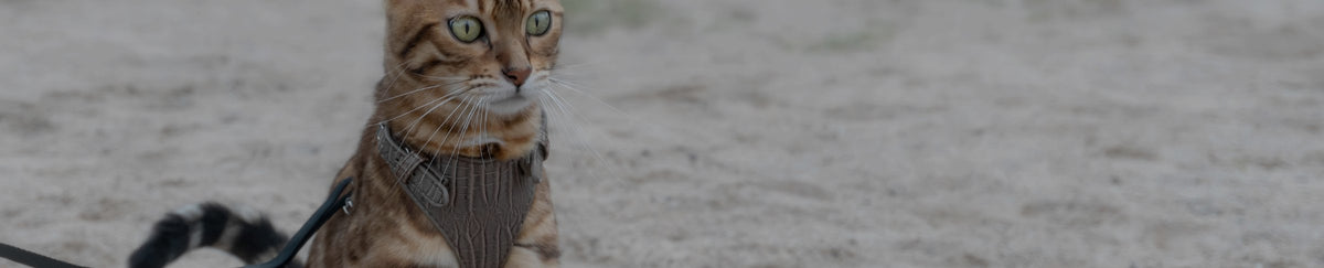 Harnais pour chat