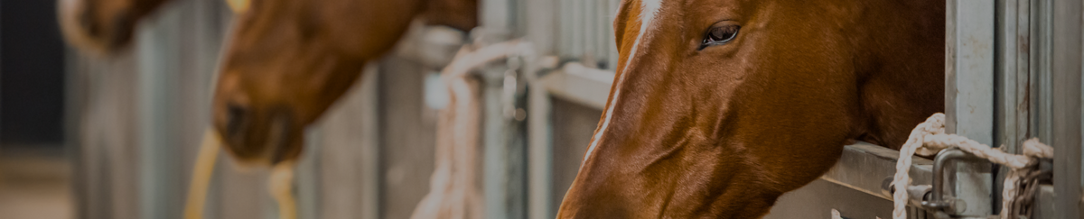 Produits pour chevaux