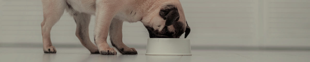 Alimentation chien calcul urinaire