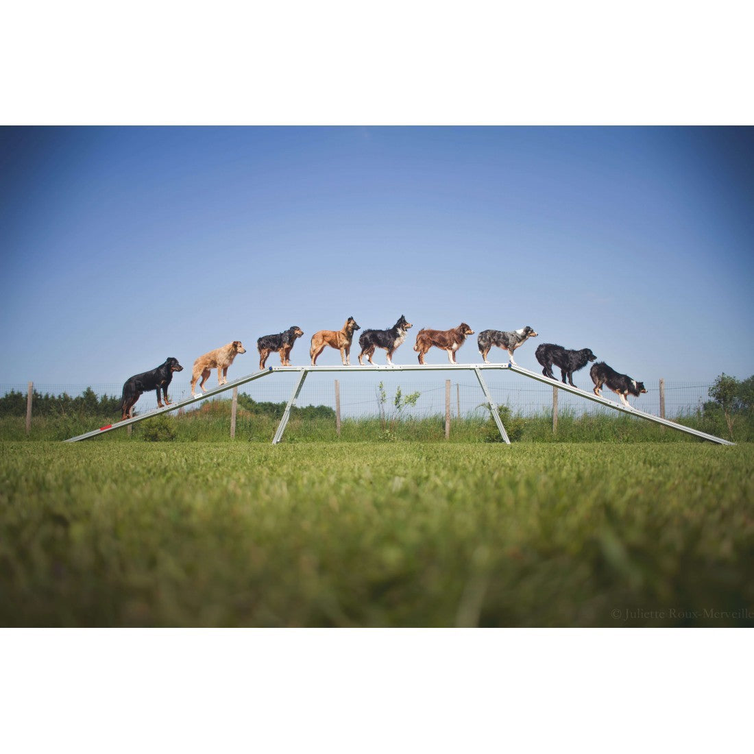 Parcours complet Agility Run