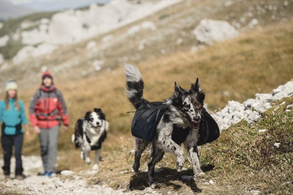 Hurtta Harnais de randonnée trail pour chien