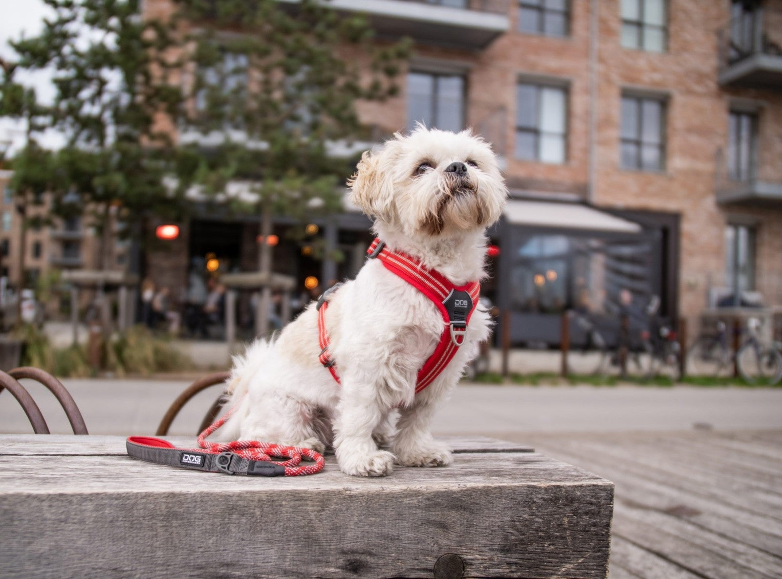 Dog Copenhagen Harnais confort Walk Air