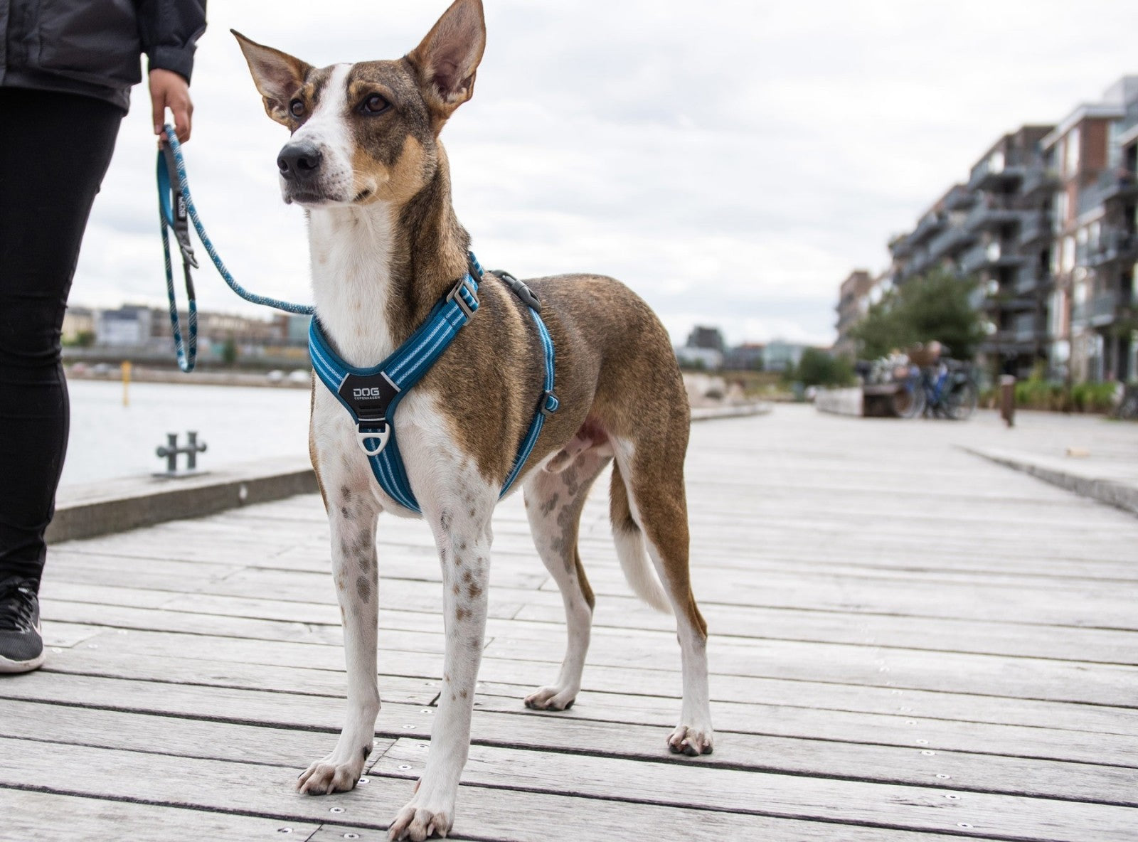 Dog Copenhagen Harnais confort Walk Air