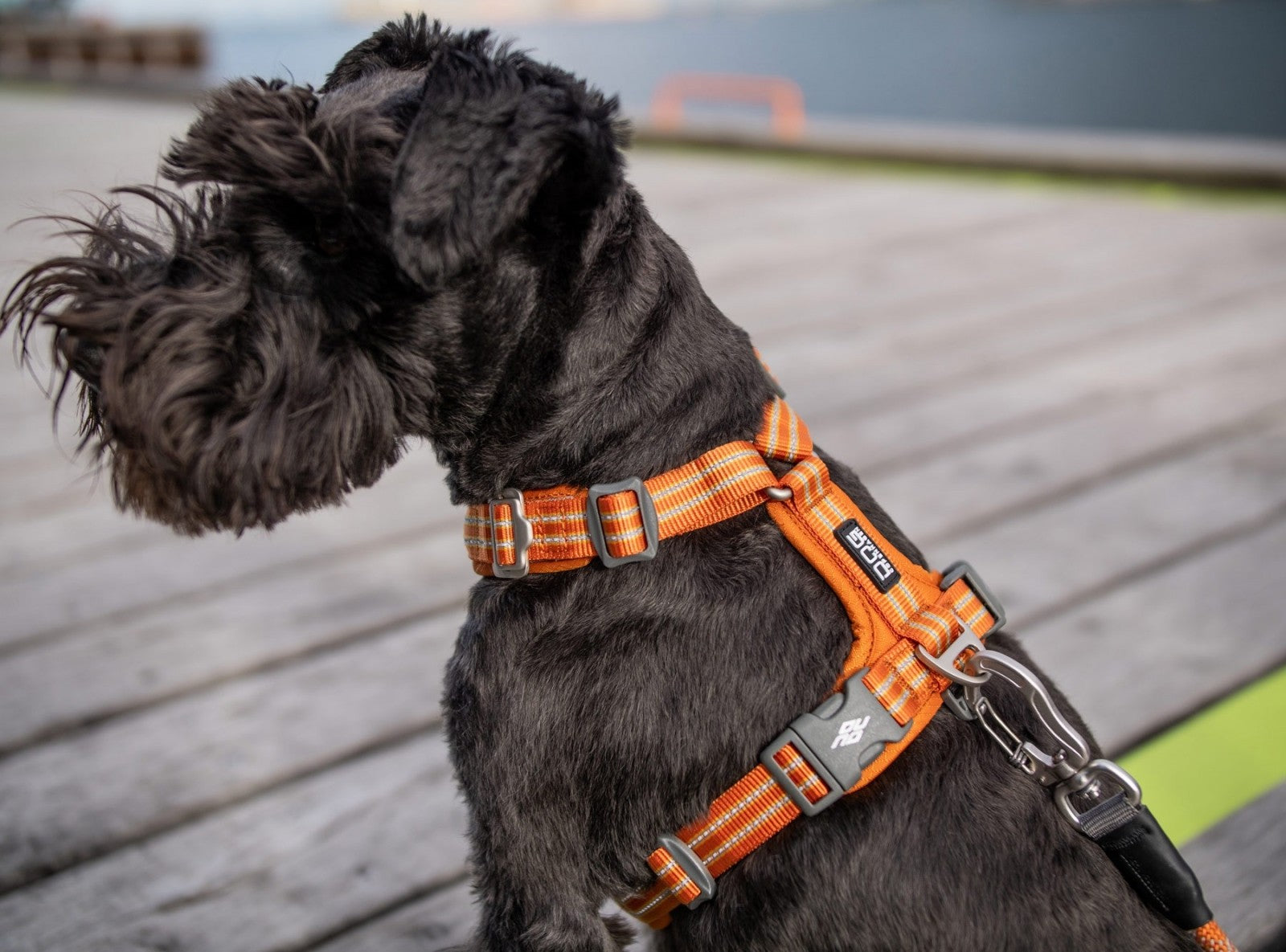 Dog Copenhagen Harnais confort Walk Air
