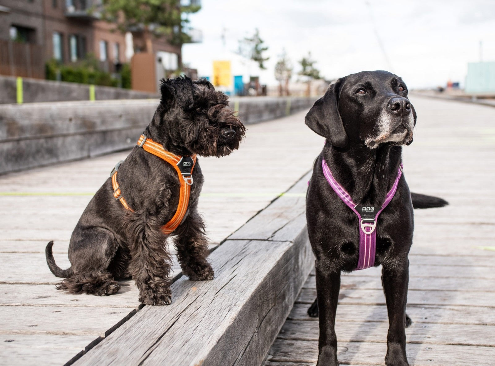 Dog Copenhagen Harnais confort Walk Air