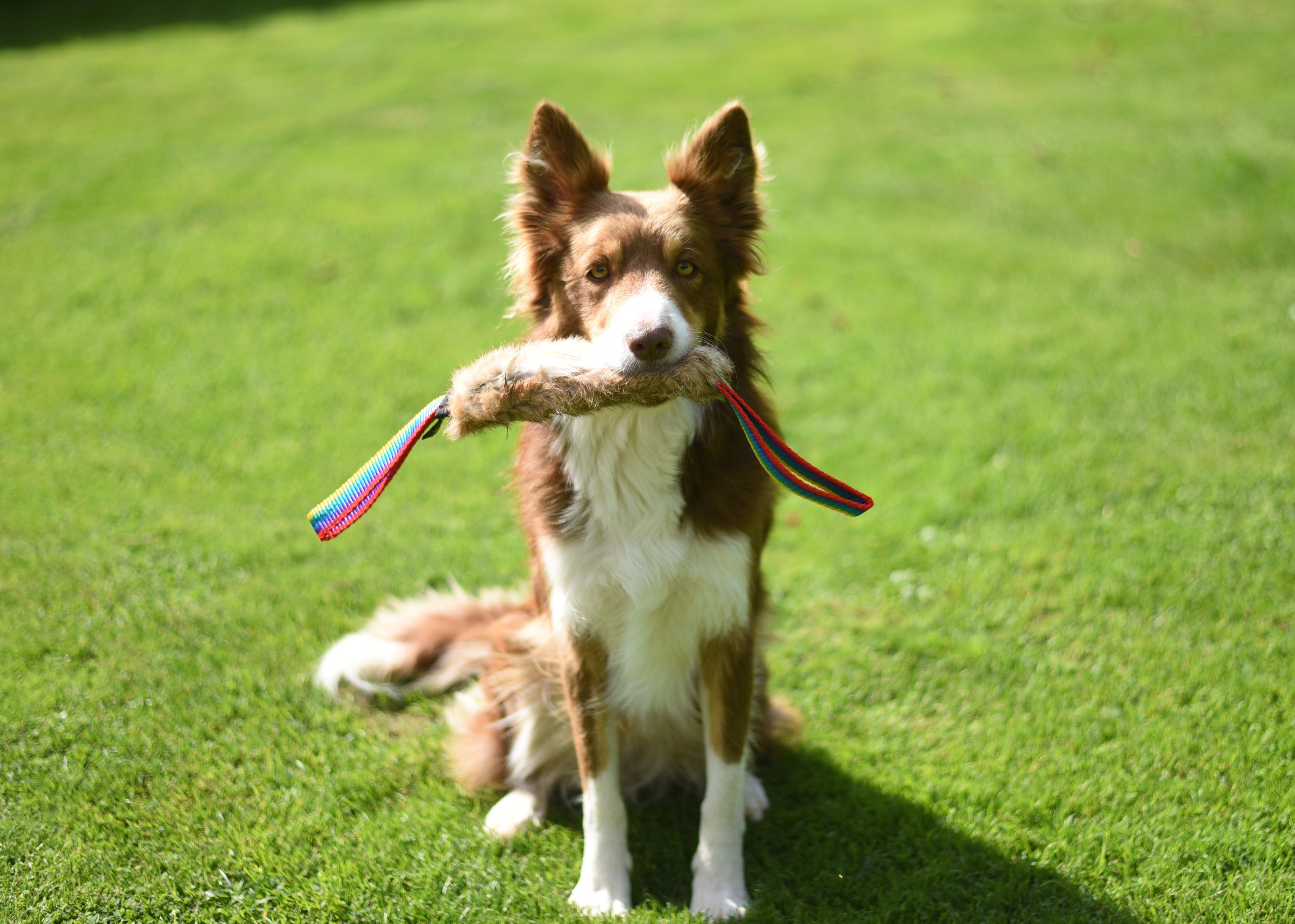 Jouet Flexipets - Fourrure lapin 2 anses