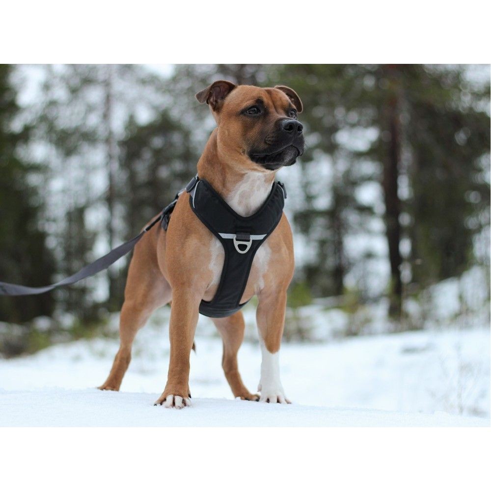 Dog Copenhagen Harnais confort Walk Pro