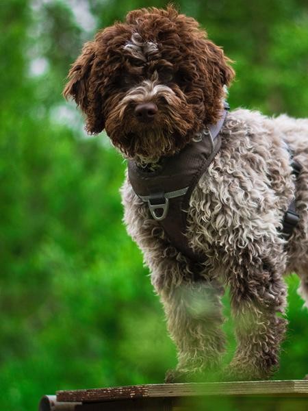 Dog Copenhagen Harnais confort Walk Pro