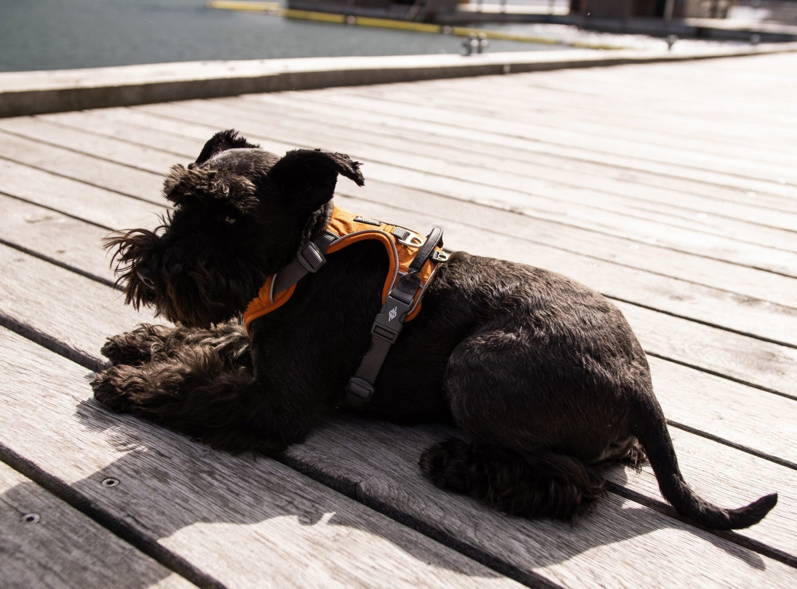 Dog Copenhagen Harnais confort Walk Pro
