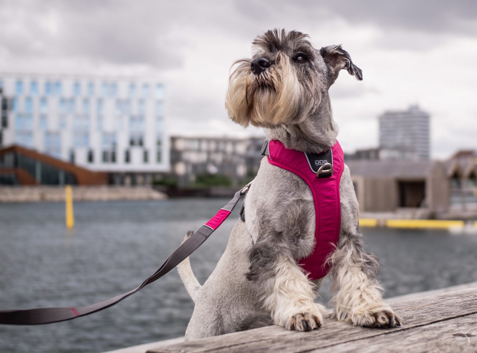 Dog Copenhagen Harnais confort Walk Pro