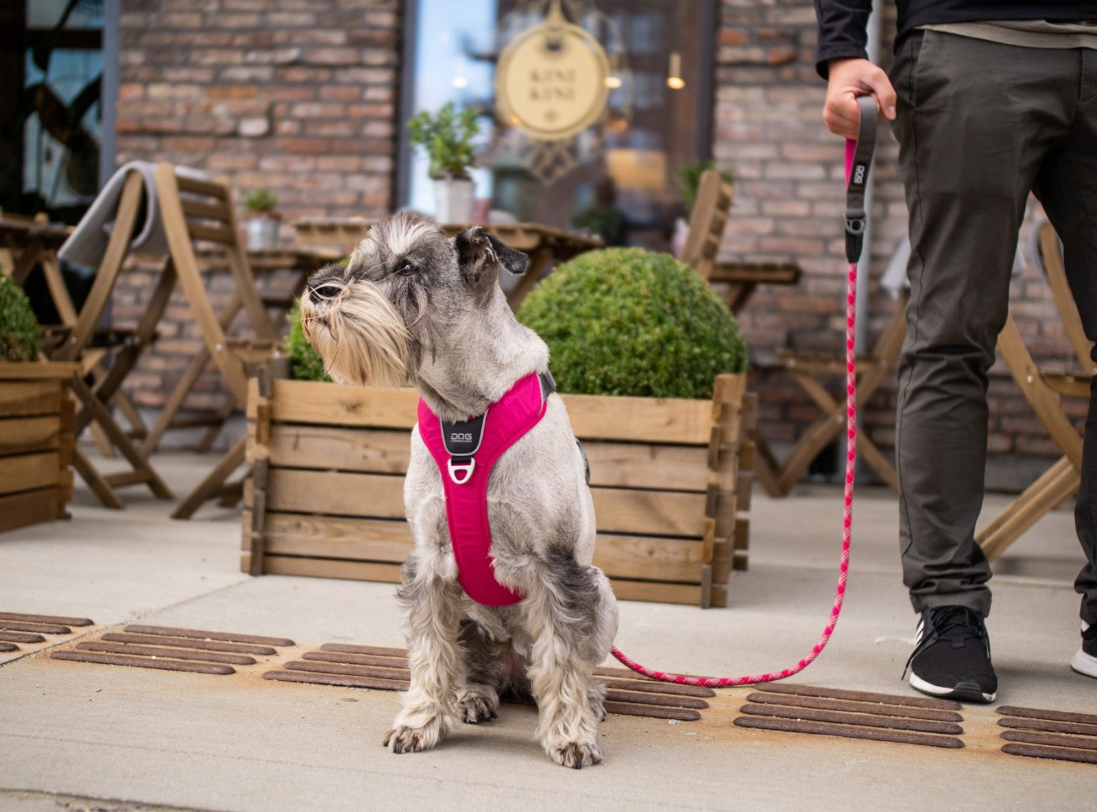 Dog Copenhagen Harnais confort Walk Pro