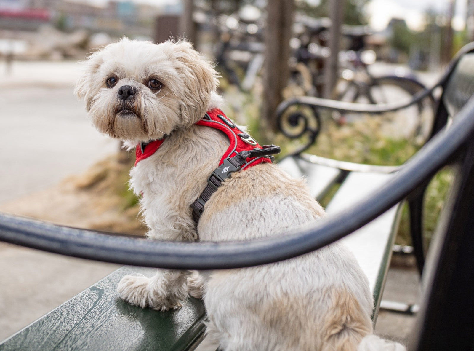 Dog Copenhagen Harnais confort Walk Pro