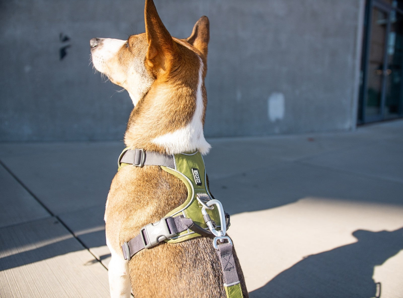 Dog Copenhagen Harnais confort Walk Pro