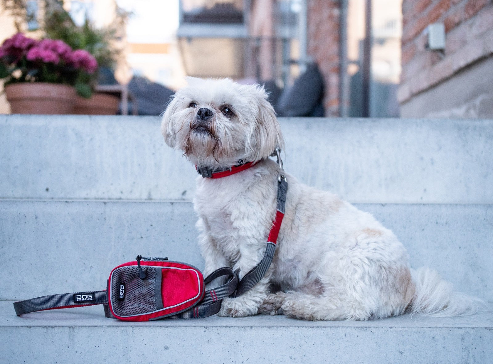 Dog Copenhagen Laisse Urban Trail