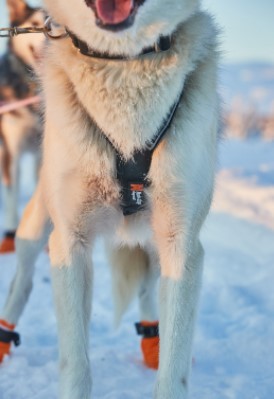 Non Stop Harnais de canicross Nansen Nome harness 5.0