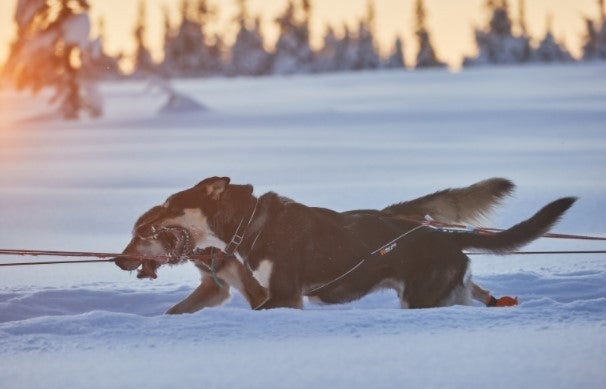 Non Stop Harnais de canicross Nansen Nome harness 5.0