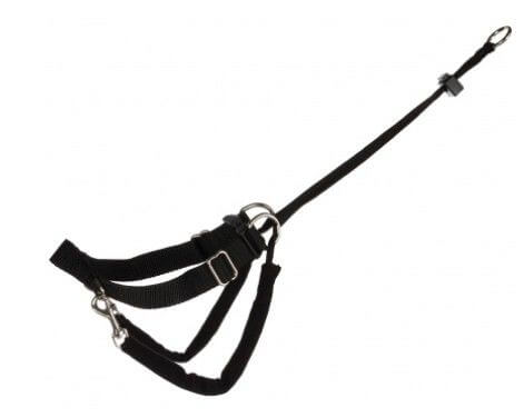 Harnais de dressage Lead and Walk Basic