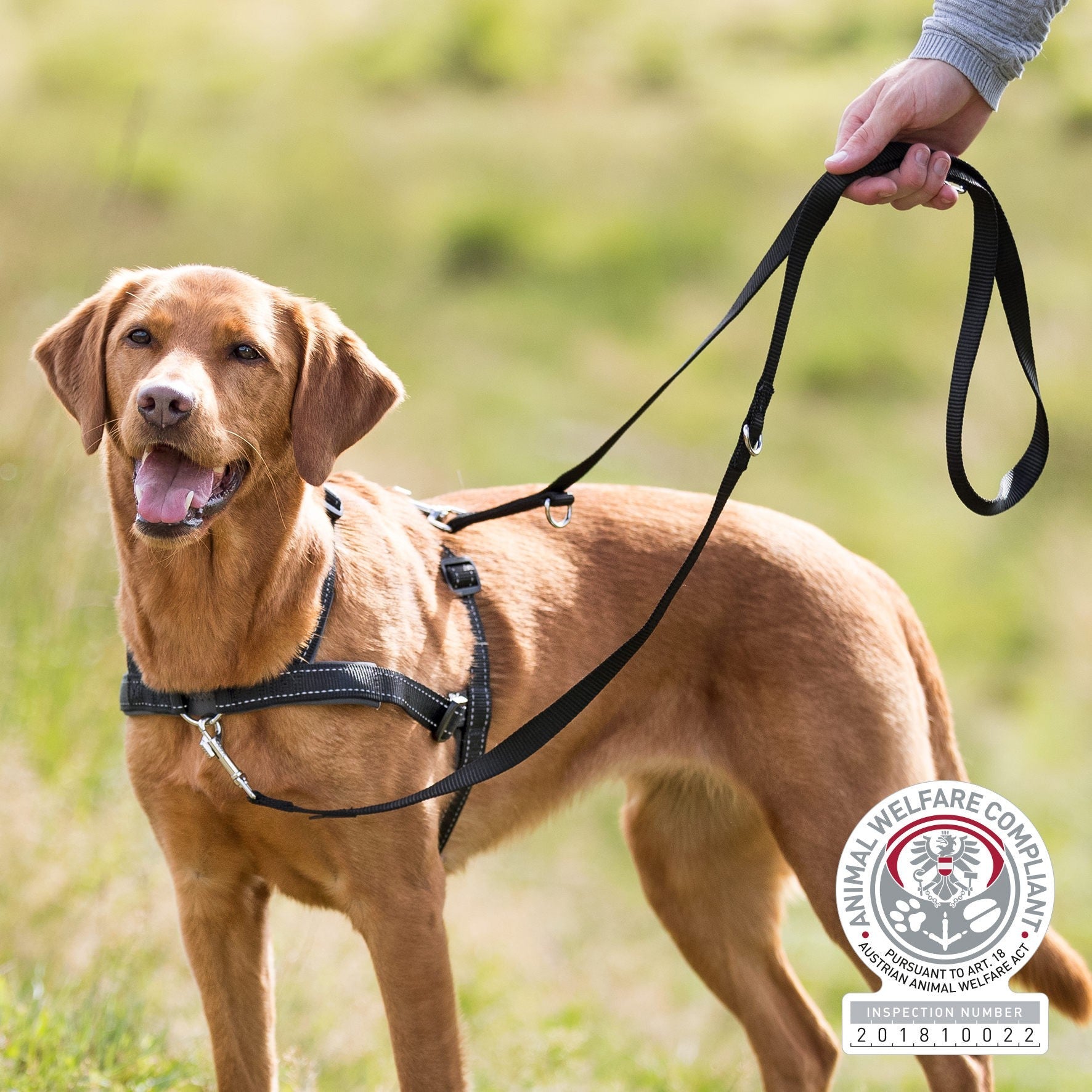 Harnais de dressage Lead and Walk Basic
