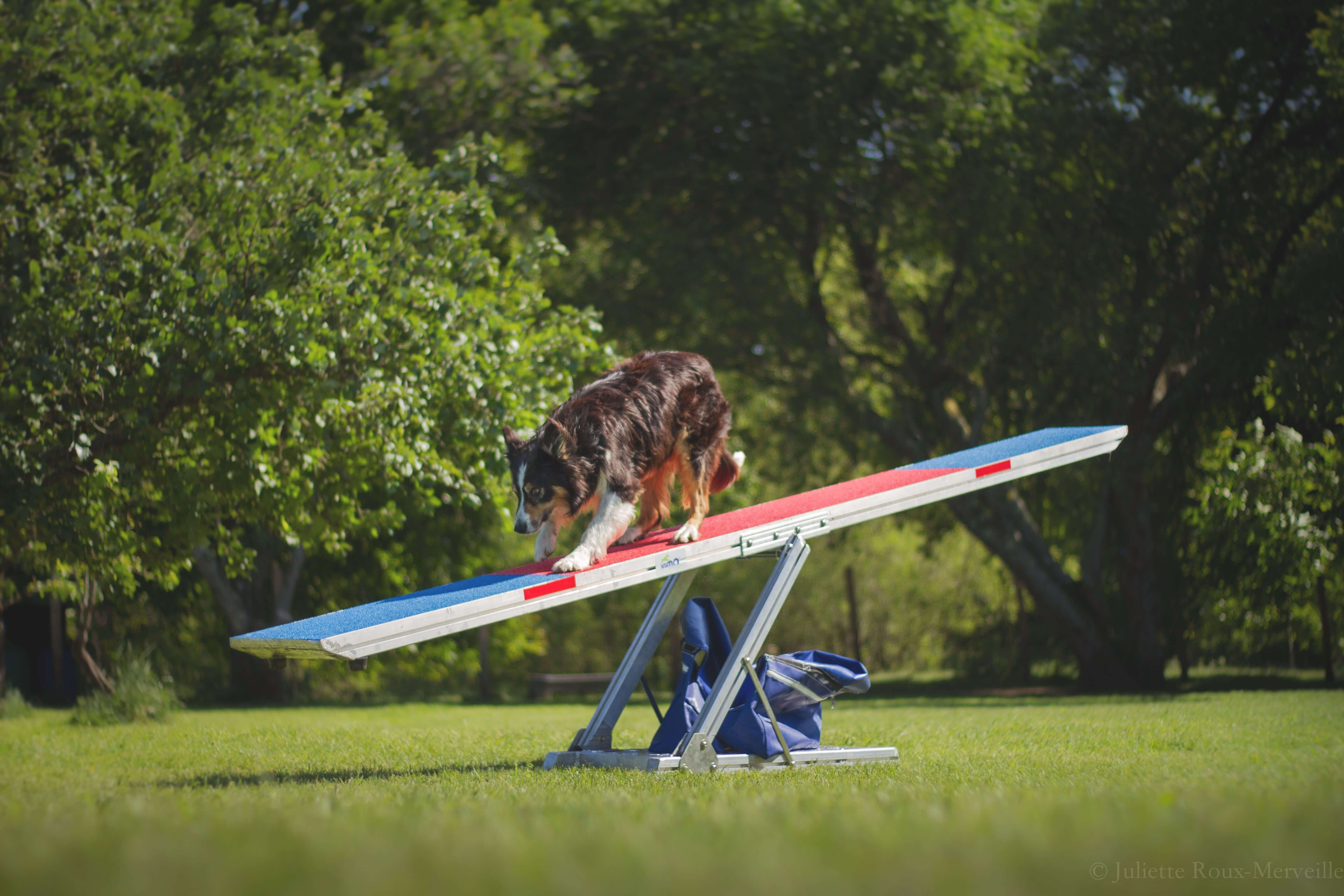Agility Run Balancoire