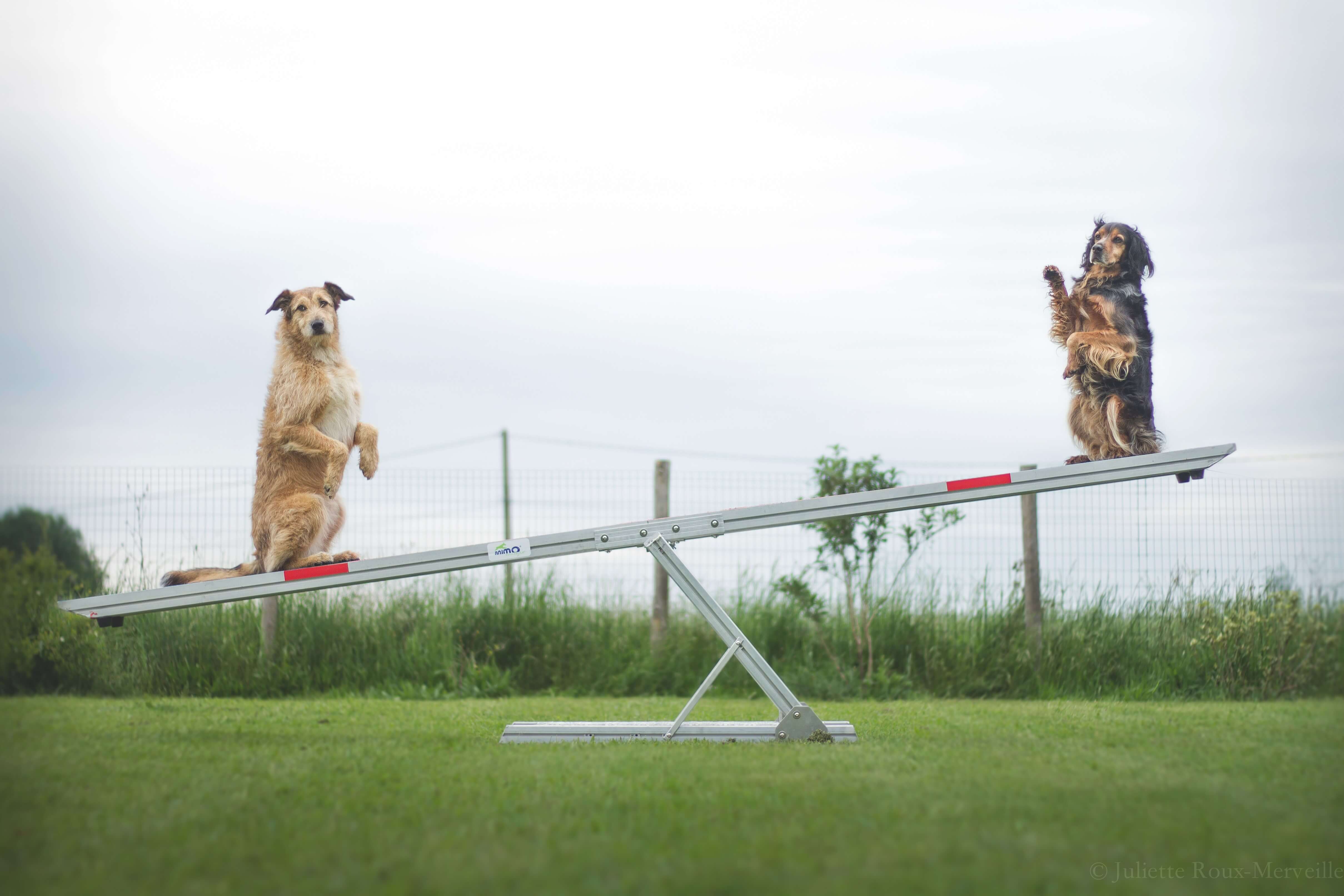 Agility Run Balancoire