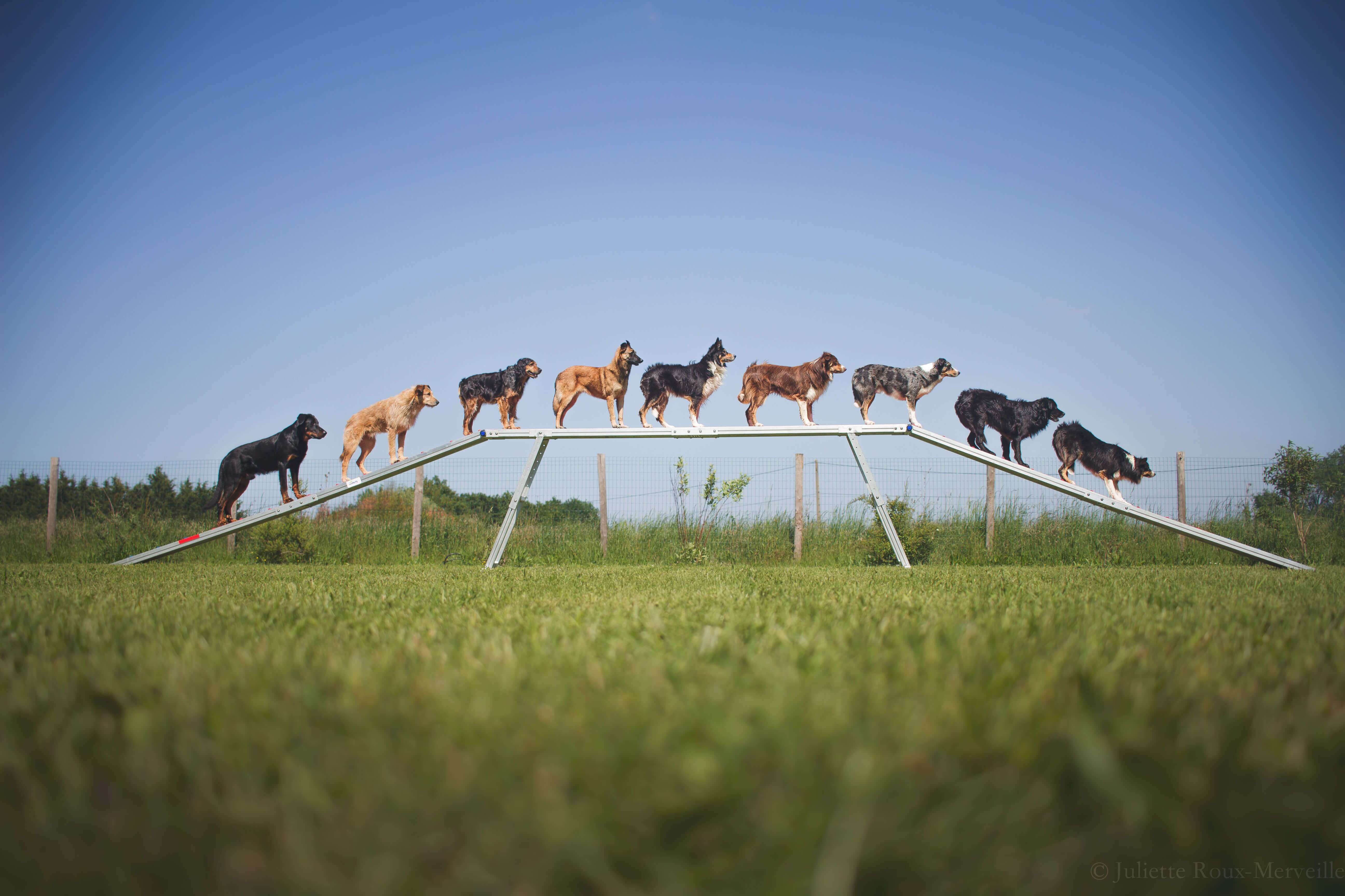 Agility Run Passerelle