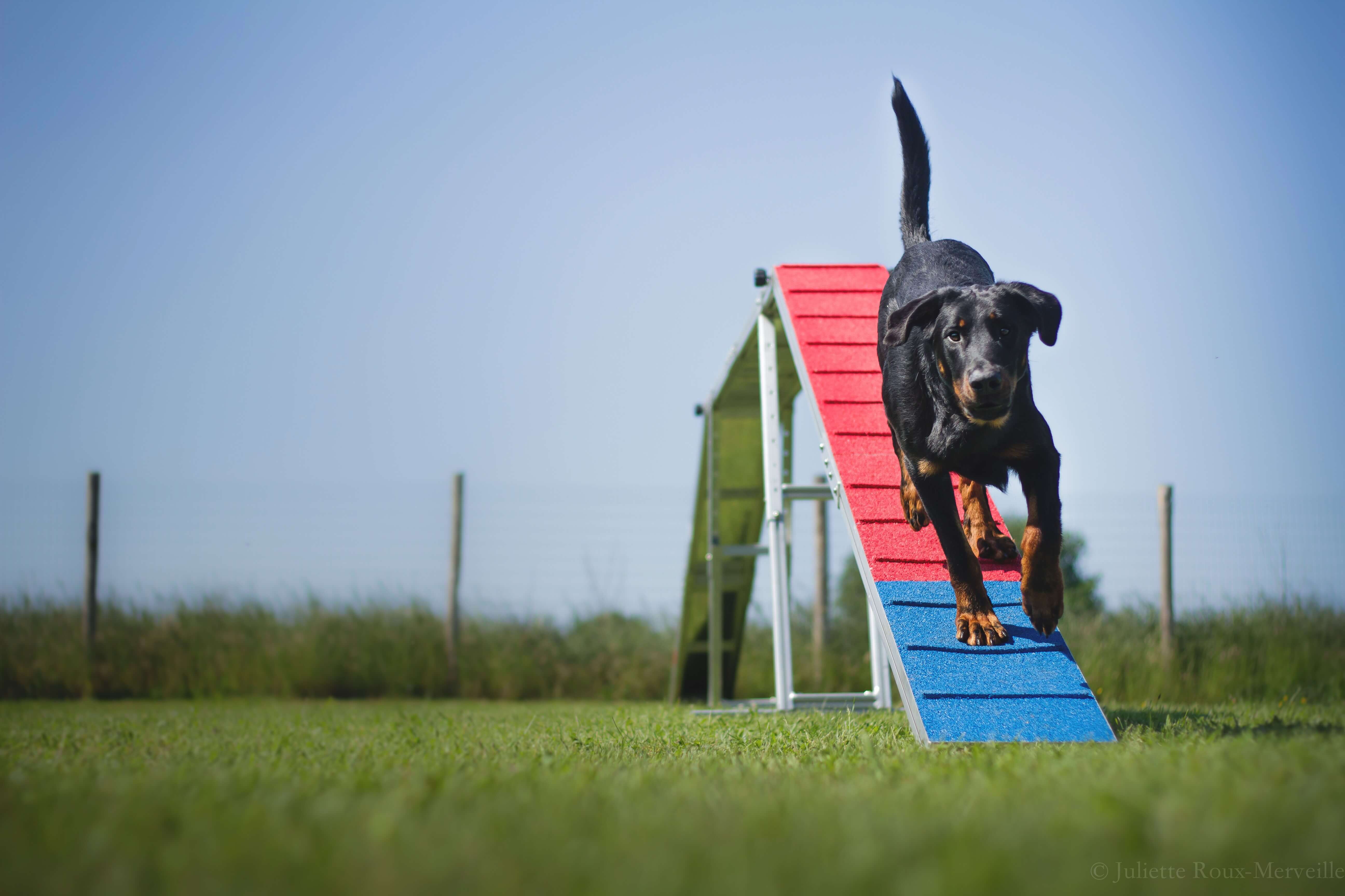 Agility Run Passerelle