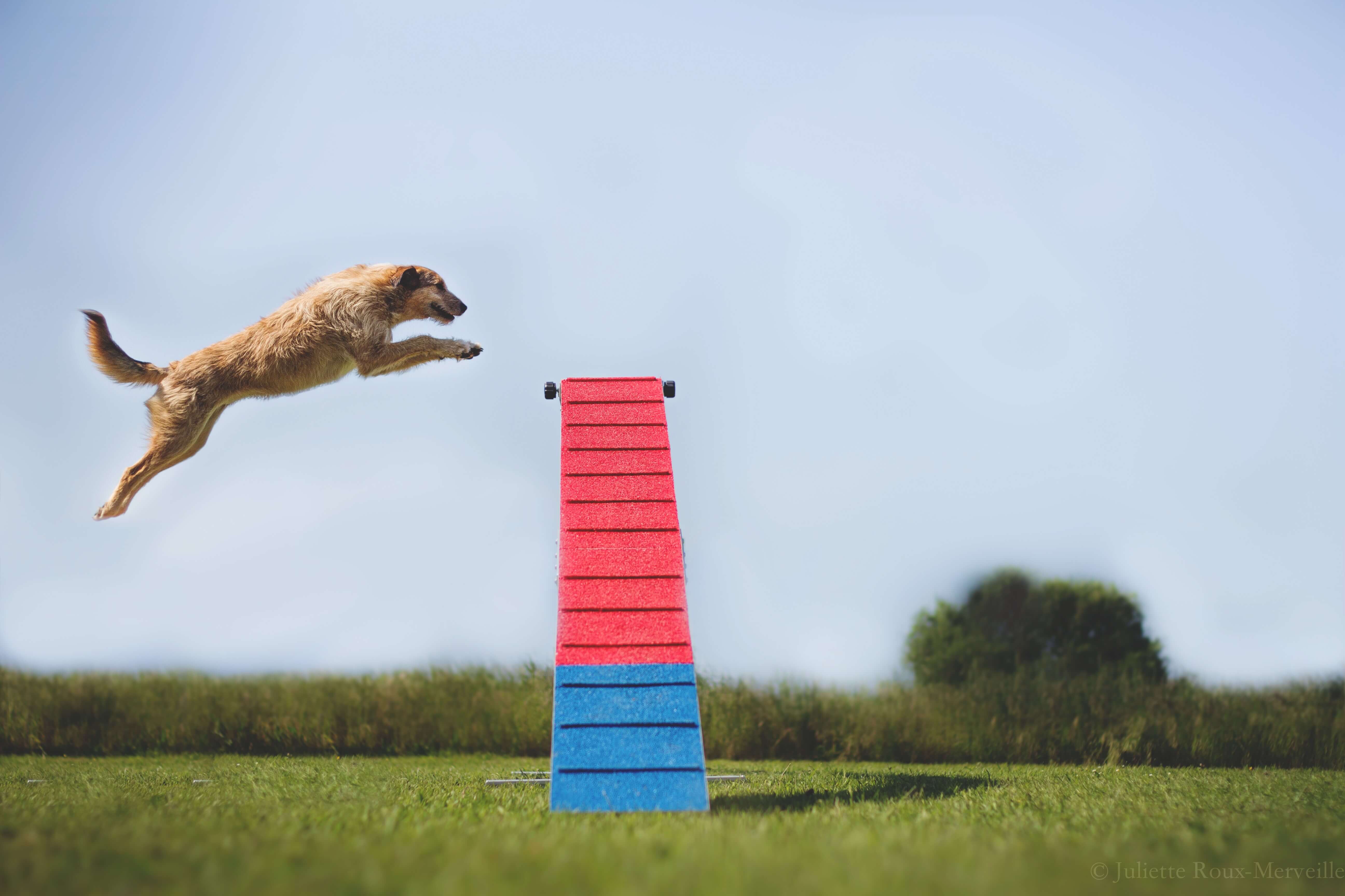 Agility Run Passerelle