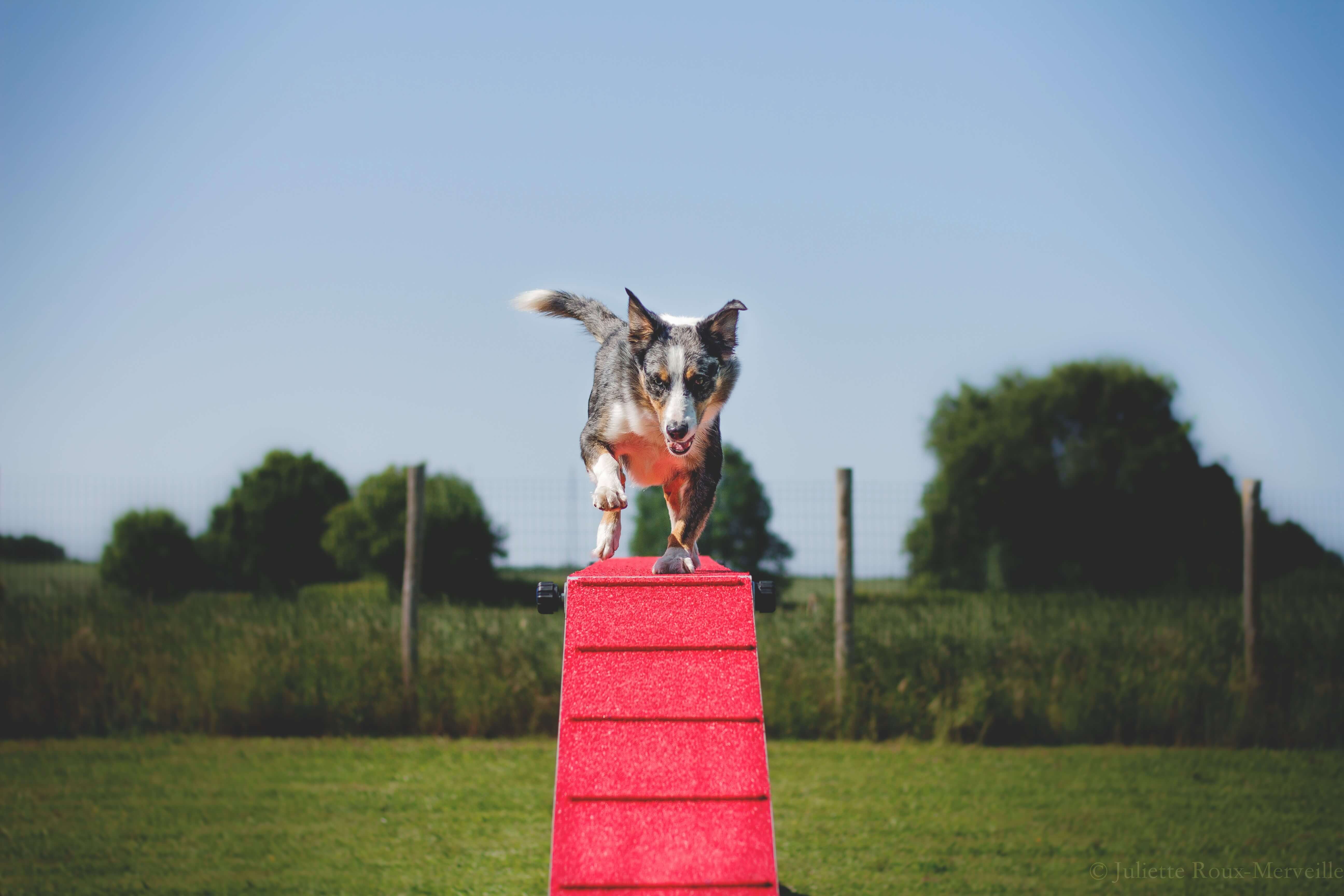 Agility Run Passerelle