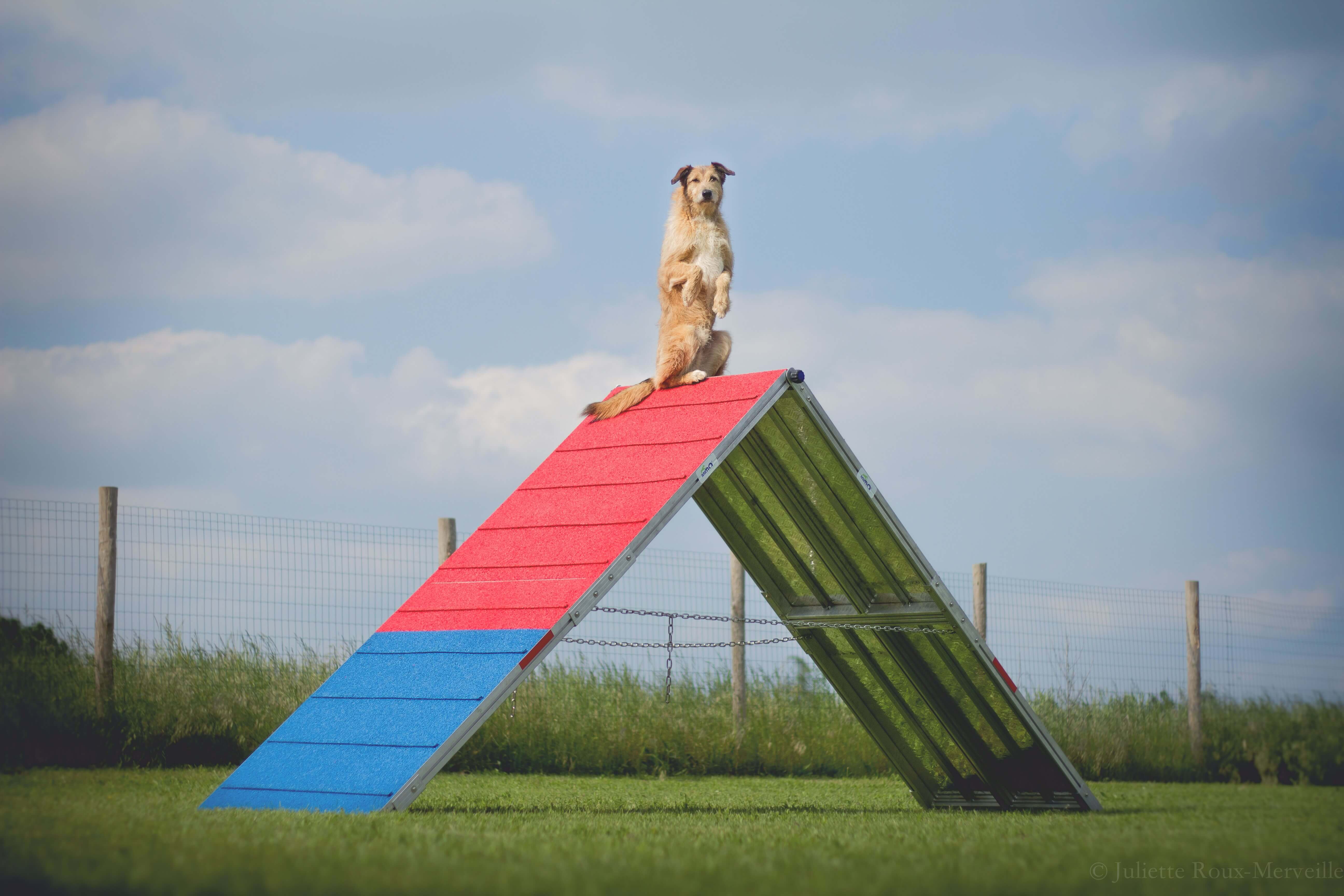 Agility Run Palissade + Bouge-Toit