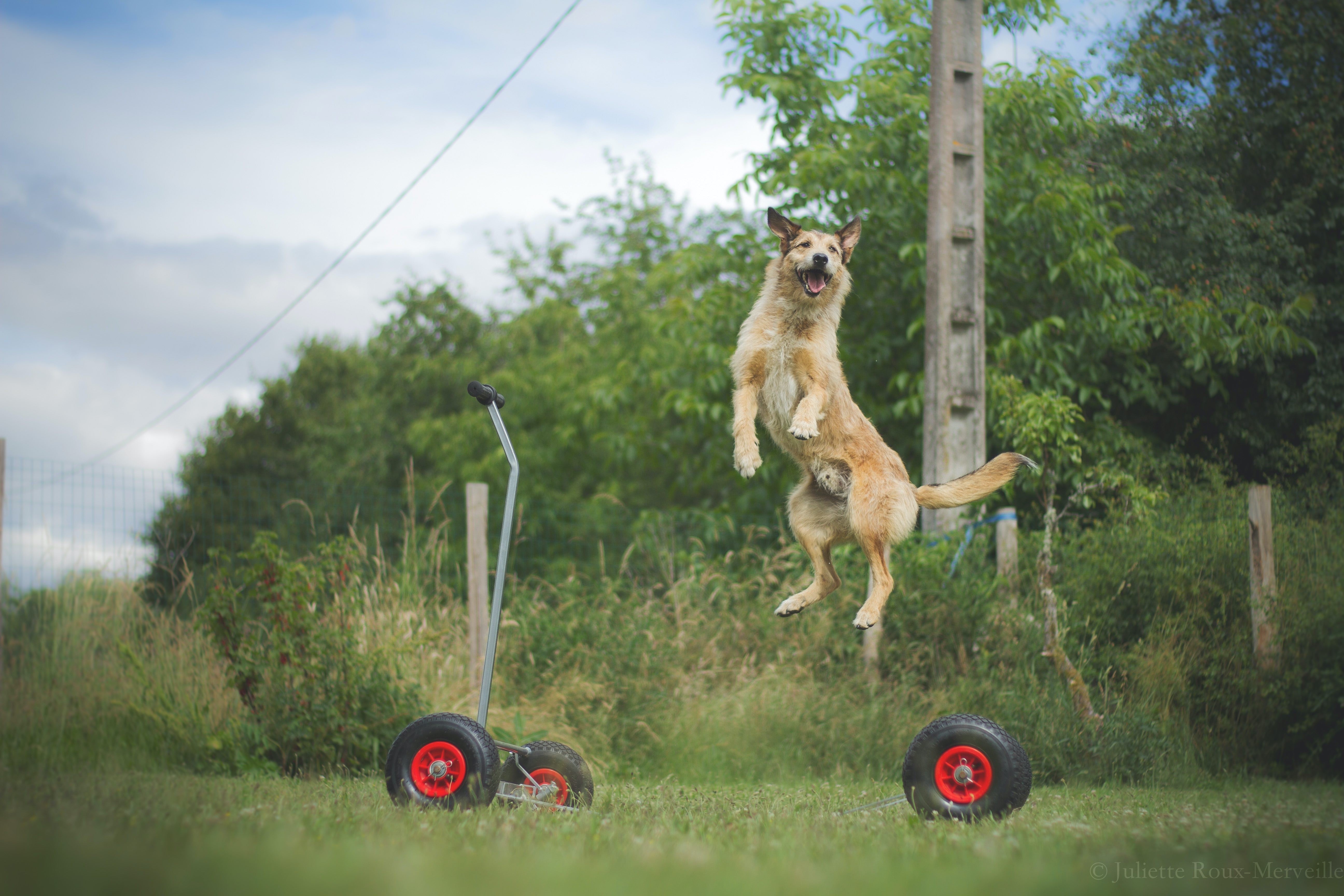 Agility Run Palissade + Bouge-Toit