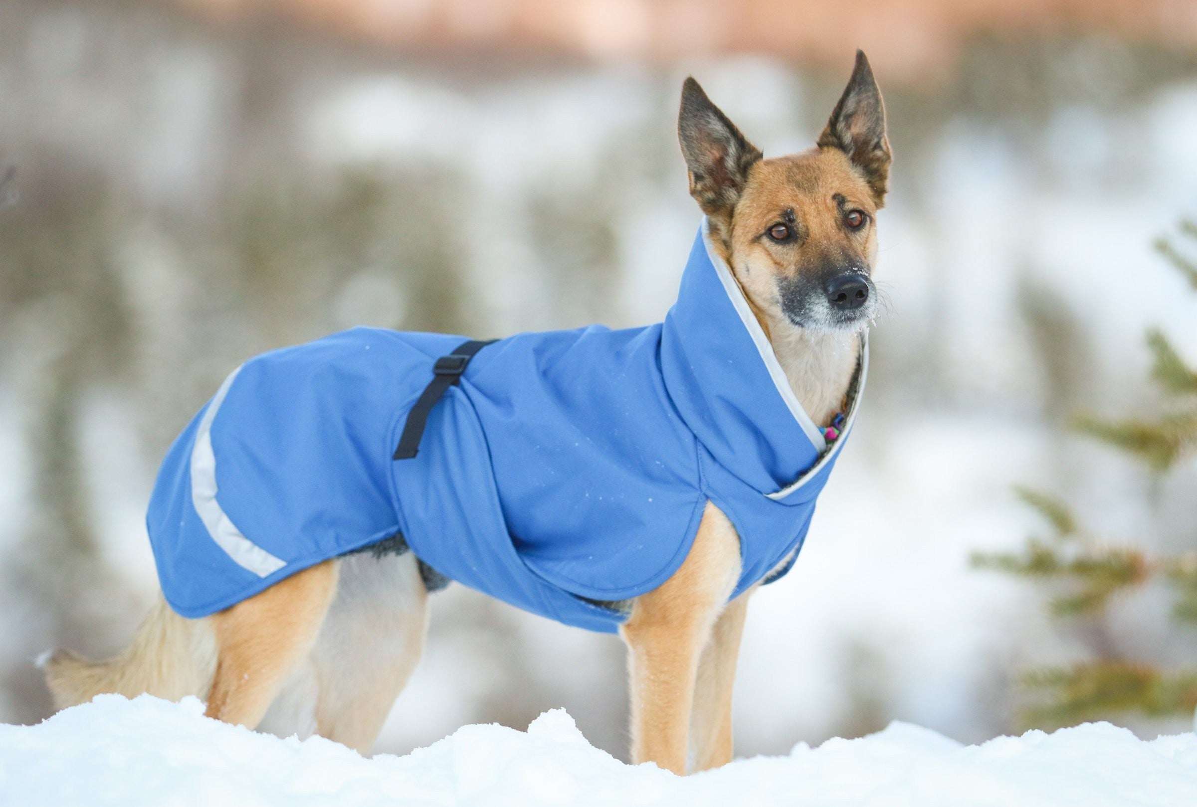 Pomppa Sade Manteau impermeable pour petit chien